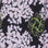 linden trees and magnolias at night print