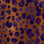 print leo burgundy