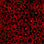 print leo wild red